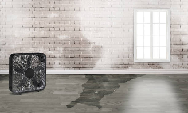 Best 24/7 water damage repair  in Prceton, IN